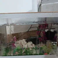 آکواریوم شیشه خم