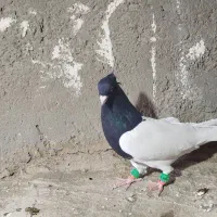 کبوتر کله و شونی