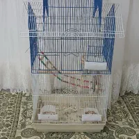 عروس هلندی خوشگل|پرنده|چنگ الماسی, |دیوار