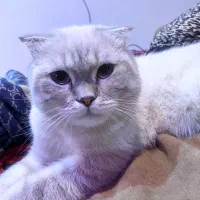 اسکاتیش فولد سیلور فوری|گربه|تهران, زاهد گیلانی|دیوار