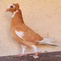 ۳تا کبوتر لیلک باهم