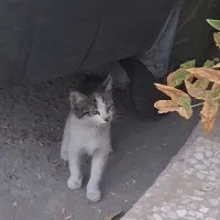 مژدگانی برای بچه گربه گمشده
