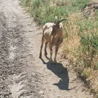بز نر سانن