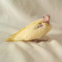 عروس هلندیدوکت|پرنده|آذرشهر, |دیوار