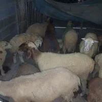 ۱ عدد بز و بره|حیوانات مزرعه|بندرعباس, |دیوار