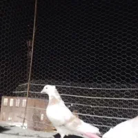 کبوتر ماده هما  دوشون زرد