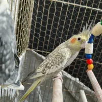 عروس هلندی جفت|پرنده|مشکین‌دشت, |دیوار