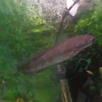 ماهی چانا|ماهی|شاهینشهر, خبرنگار|دیوار