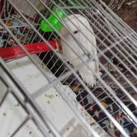 طوطی برزیلی سفید|پرنده|فولادشهر, B1|دیوار