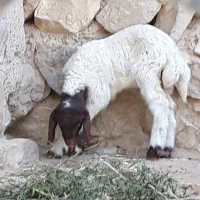 بره شیری