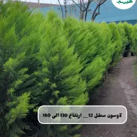 لاوسون سطل 12نشا لاوسون سرو شیرازفونیکس یاس هلندی