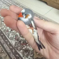 پرنده فنج معاوضه با م عشق