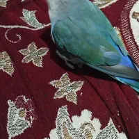 کوتوله برزیلی|پرنده|شیراز, زرگری|دیوار