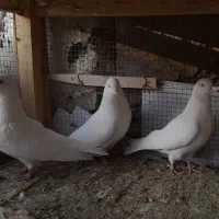 فروش۳کبوتر تهرونی چشم نوک سفید و سفید پر|پرنده|شهرکرد, |دیوار