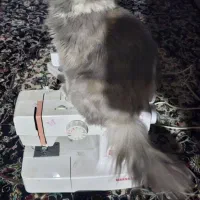 فروش گربه پرشین|گربه|تربت‌حیدریه, طالقانی|دیوار