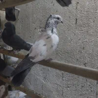 کفتر کبوتر پرشی|پرنده|ری, فیروزآبادی|دیوار