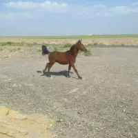 اسب