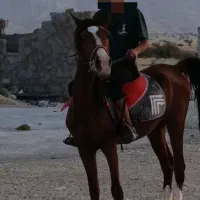 اسب نر