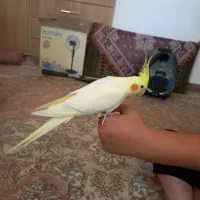 عروس هلندی ماده زعفرانی