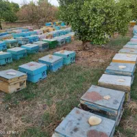 عسل طبیعی کوهستان|خوردنی و آشامیدنی|تهران, مولوی|دیوار