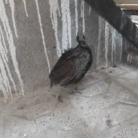 مرغ وخروس  خانگی یک جفت|پرنده|مشهد, کوشش|دیوار