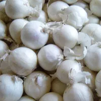 بذر پیاز سفید