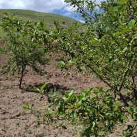 باغ|فروش زمین و ملک کلنگی|قزوین, |دیوار
