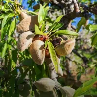 رقـم پرفروش بادام (دیرگل)