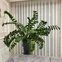 گل طبیعی زامفولیا