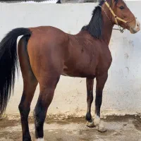 اسب نریان کره صمصام