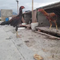 جوجه خروس لاری