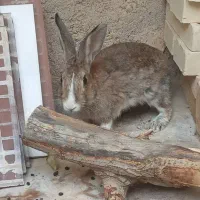 خرگوش نروماده