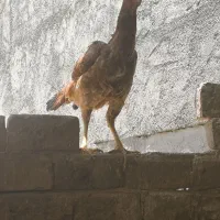 مرغ لاری کرچ شکری