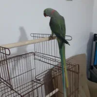 فروش شاه طوطی