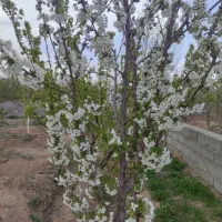 پیشک ماهدشت