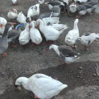 غاز طبیعی|حیوانات مزرعه|خلخال, |دیوار