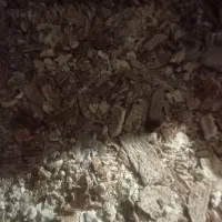 نون خشک  خریداریم با قیمت مناسب