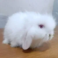 خرگوش لوپ اصیل اوکراینی