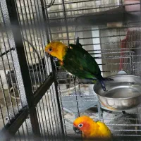 طوطی خورشیدی شرطی|پرنده|سوسنگرد, |دیوار