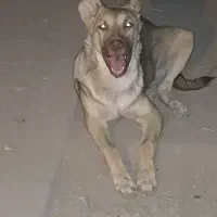 سگ گرگی ماده