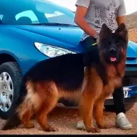 سگ ژرمن توله نر