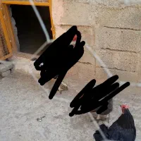 مرغ محلی