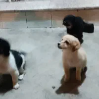 سگ گلدن اشپیتز|سگ|بهبهان, |دیوار