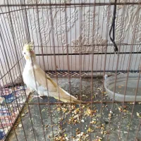 یک عدد عروس پاریس