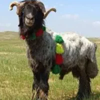 قصاب سیار هستم دام های شمارا کشتارمیکنم