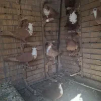 کبوتر رسمی زرد گلی کلاهی