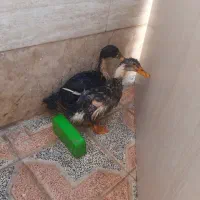اردک