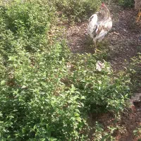 خروس گلین زیبا