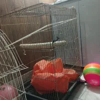 قفس پرنده عروس هلندی|لوازم جانبی حیوانات|کرمانشاه, |دیوار