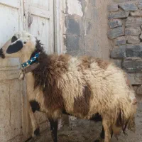 میش ابستن